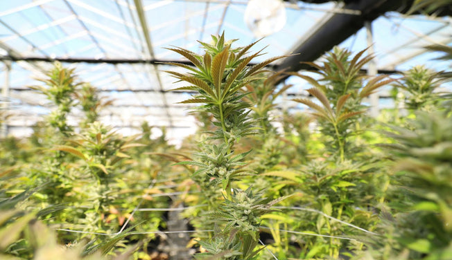 hemp plants inside of a greenhouse – Dr. Dabber