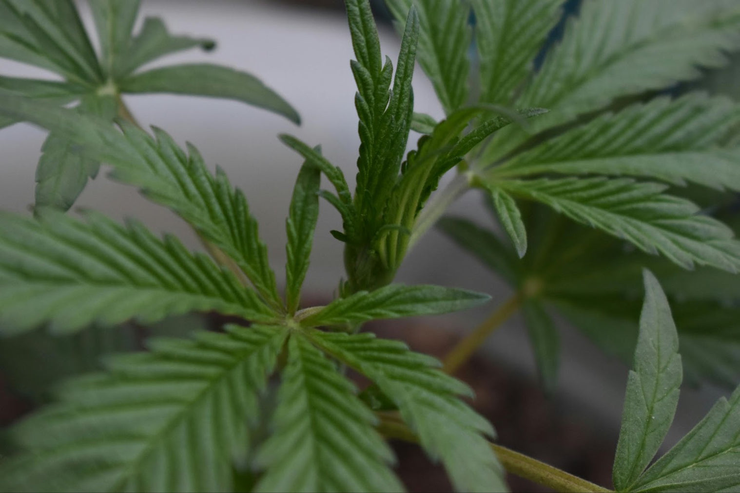 The 3 Strongest Sativa Strains of 2024