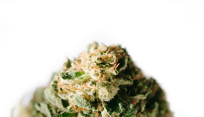 A close-up image of a Sativa-Dominant Hybrid Flower.