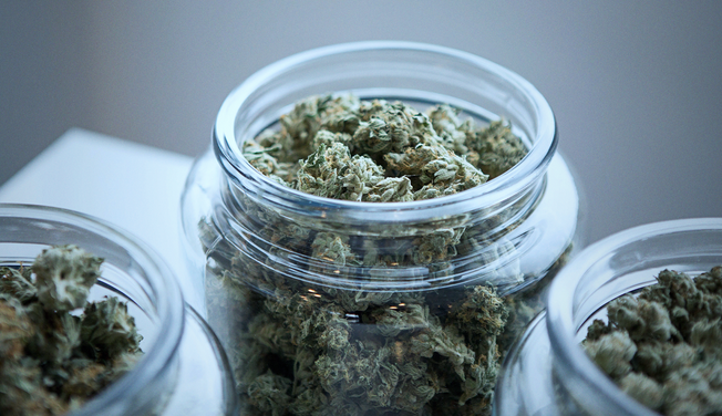 High CBD Cannabis Strains: Full Guide - Dr.Dabber®